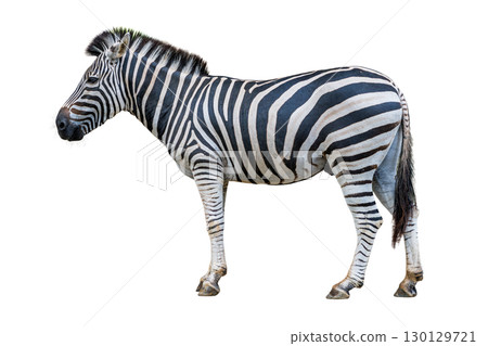 Zebra standing with its bold black and white stripes clearly visible in a side profile view 130129721