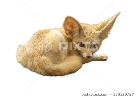 Fennec Fox curled on the ground with its large ears upright and alert. 130129727