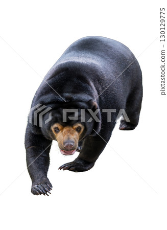 Malayan Sun Bear walking forward with sharp claws and intense expression. 130129775