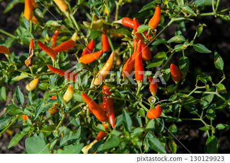 Fresh and vibrant red chili peppers still on the plant, showcasing their bold color and spicy flavor. Perfect for adding heat and depth to various dishes and culinary creations. 130129923
