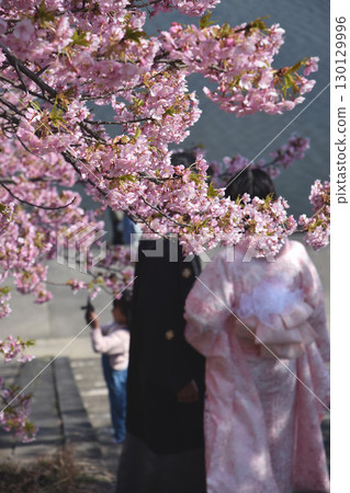 盛開的「河澤櫻花」/河岸邊盛開的河津櫻花 130129996