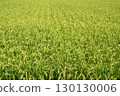Green rice panicle 130130006