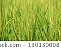 Green rice panicle 130130008