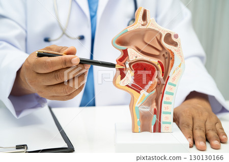 Asian doctor with nasal oral throat cavity neck human anatomy model for study diagnosis and treatment in hospital. 130130166