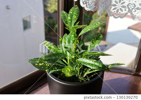 巴豆室內植物放置在凸窗中 130130270