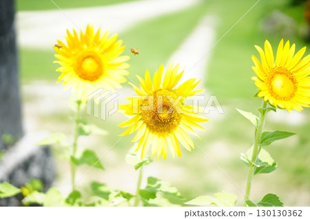 Sunflowers blooming gracefully under the scorching heat 130130362