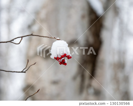 Cotton hat 130130566