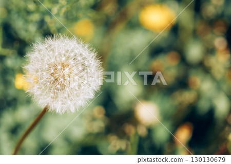 closeup of white dandelion seed head in soft focus against vibrant blurred green and yellow floral background, natural floral macro with shallow depth of field, relaxation, wellness branding 130130679