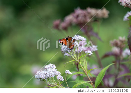 Peacock butterfly resting on a flower Peacock butterfly resting on a flower 130131108