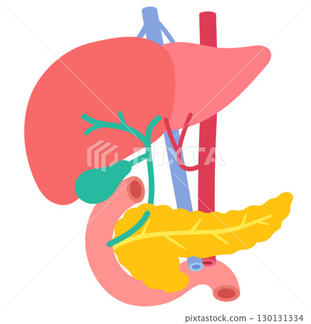 肝臟、膽囊、胰臟、十二指腸、器官結構 130131334