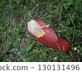 Banana flower (bud) 130131496