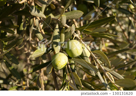Green olives on a tree.  130131620