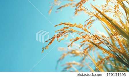 藍天和米 藍天和米 130131693