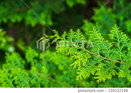 Hinoki leaves Hinoki leaves 130132198