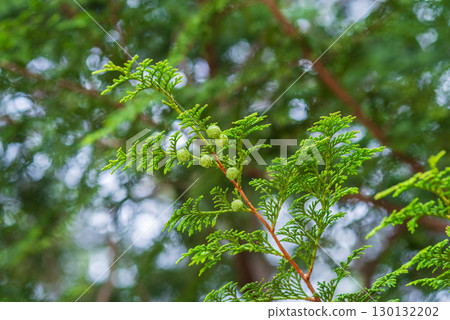 檜木球果 130132202