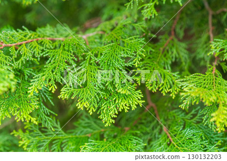 Hinoki leaves 130132203