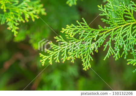 Hinoki leaves 130132206