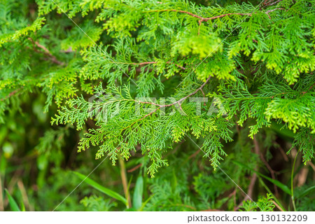 檜木離開 檜木離開 130132209