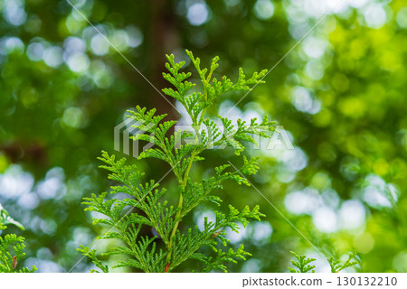 檜木離開 檜木離開 130132210