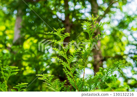 Hinoki leaves 130132216