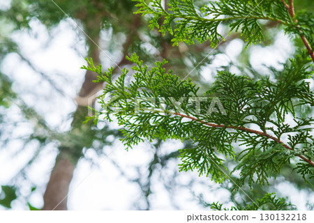 Hinoki leaves 130132218