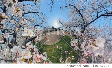Cherry blossoms in full bloom seen through a fisheye lens Cherry blossoms in full bloom seen through a fisheye lens 130132225