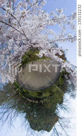 Cherry blossoms in full bloom seen through a fisheye lens 130132232