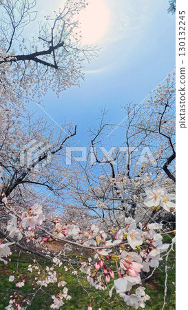 透過魚眼鏡頭看到的盛開的櫻花 130132245