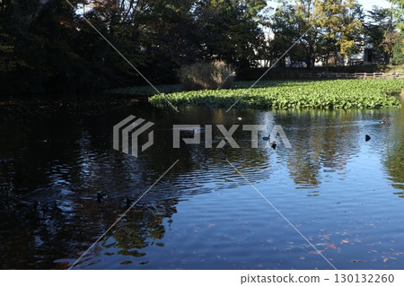 Kikunaike公園 Kikunaike公園 130132260