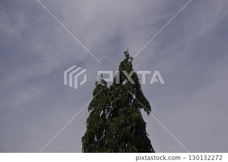 view of the sky and green trees 130132272