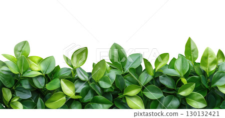Green Leaves 130132421