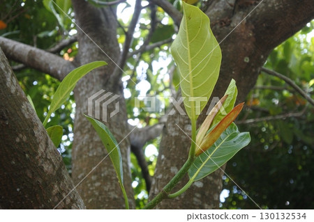 view of green trees view of green trees 130132534
