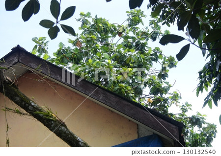 view of green trees and house view of green trees and house 130132540