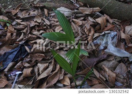 view of green grass and wilted leaves 130132542