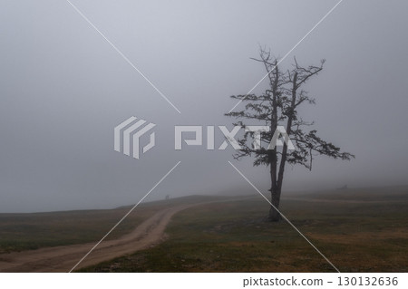 fog envelops solitary tree on winding path in serene landscape during early morning hours. closeup. 130132636
