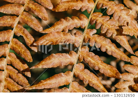 detailed close-up dry fern leaves texture in natural setting during autumn. 130132650