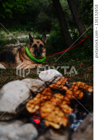 German Shepherd lying near campfire with grilled chicken, camping in the forest. Evening outdoor adventure German Shepherd lying near campfire with grilled chicken, camping in the forest. Evening outdoor adventure 130132658