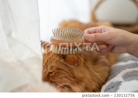Brushing a cat Brown tabby cat 130132756