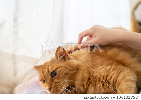 給貓梳毛 棕色虎斑貓 130132758