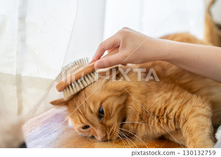 Brushing a cat Brown tabby cat 130132759