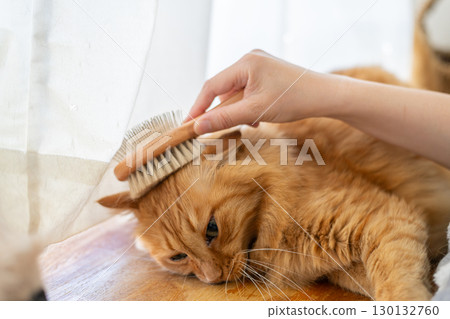 Brushing a cat Brown tabby cat 130132760