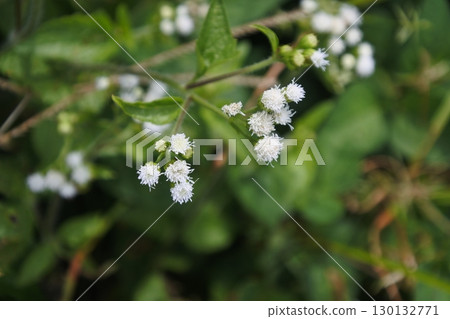 views of wildflowers and greenery 130132771