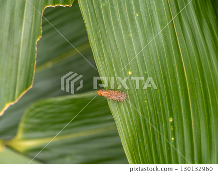 A type of bat fly 130132960