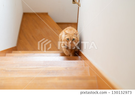 Cat climbing the stairs Brown tabby cat Cat climbing the stairs Brown tabby cat 130132973