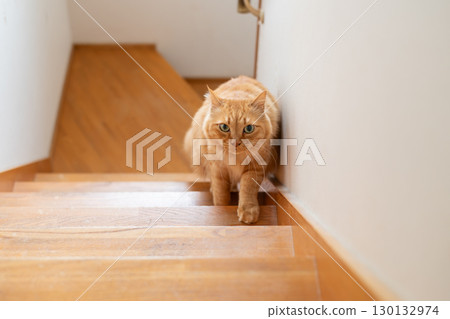 Cat climbing the stairs Brown tabby cat Cat climbing the stairs Brown tabby cat 130132974