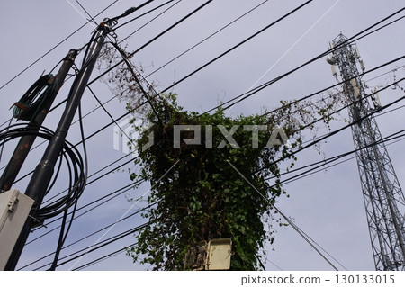 green plants, blue sky and electric cables green plants, blue sky and electric cables 130133015