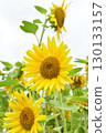 Sunflower flower 130133157
