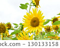 Sunflower flower 130133158