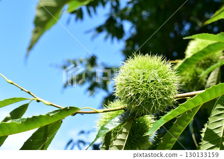 Chestnut tree with chestnut burrs 130133159