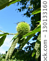 Chestnut tree with chestnut burrs 130133160